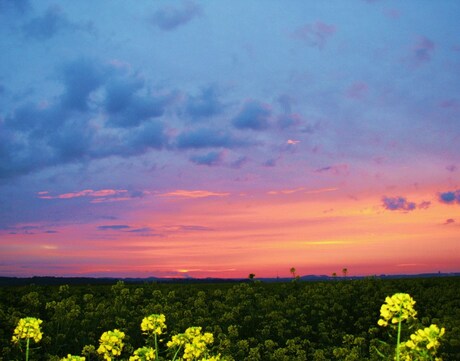 Koolzaadveld, zonsopkomst