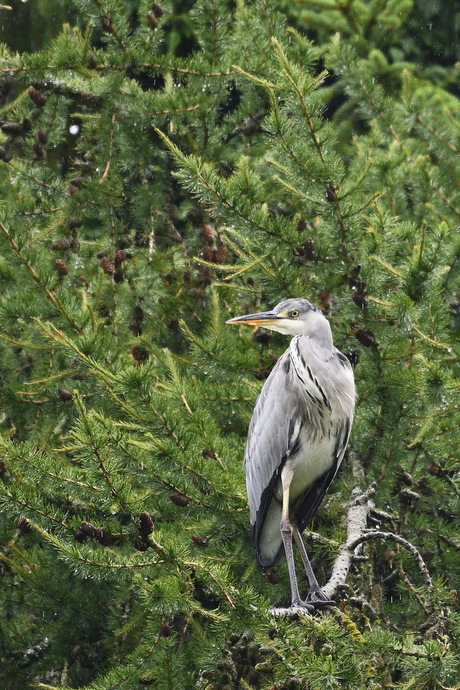 Grijze Reiger in naaldboom