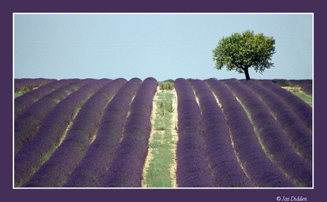 Lavendel