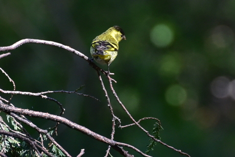 Black-chinnend Siskin ( Carduelis barbata)