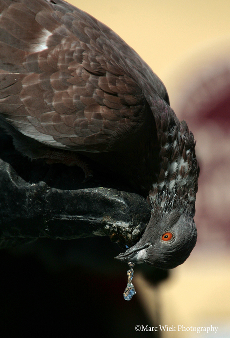 Ook dorst, heel veel DORST