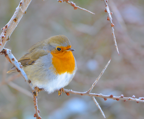 roodborst