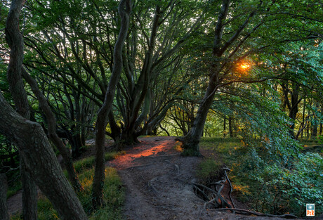 Het bos van Jernhatten