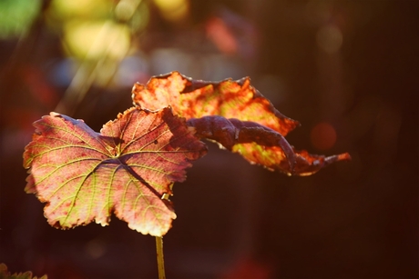 Kleuren van de natuur