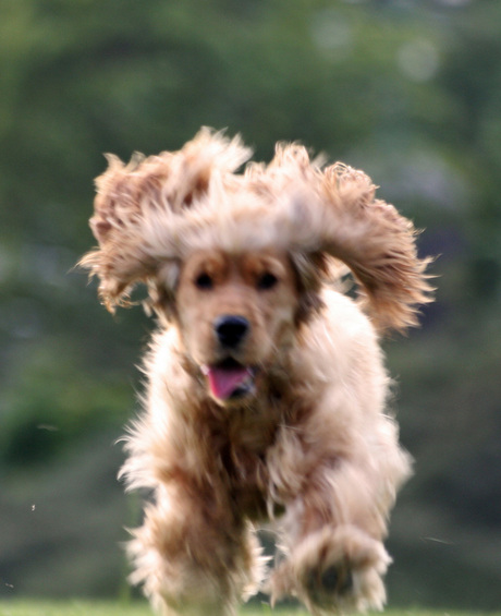 Ginger on the move