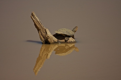 Schildpad op boomstronk