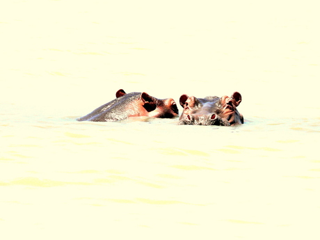 Nijlpaarden in Lake Victoria, Kenya