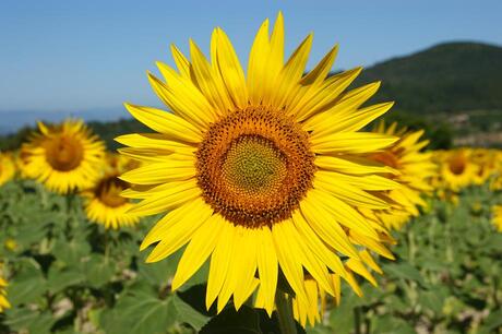 tournesol