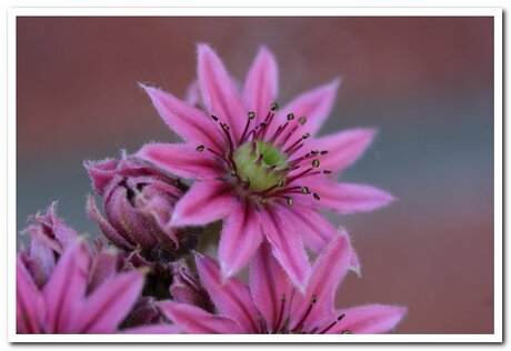 Sempervivum