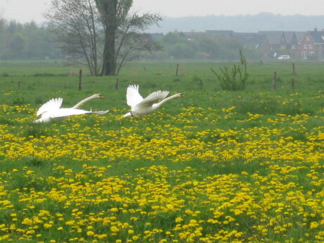 Zwanenvlucht.