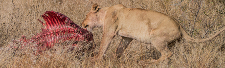 Lion at Kruger.jpg