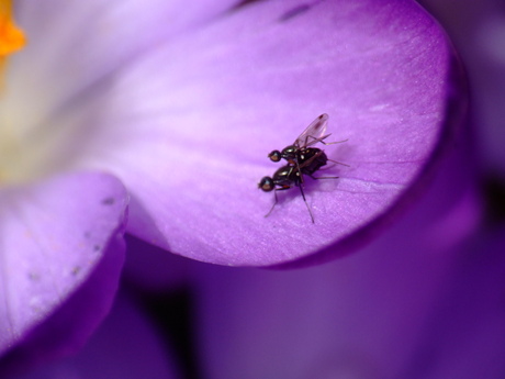 Lente Werkzaamheden