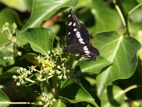 vlinder in de Provence