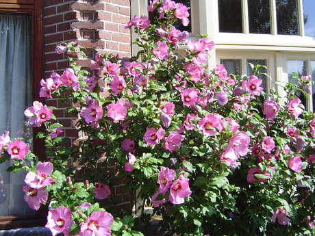 Hibiscus voor de deur