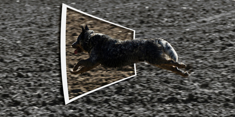 Australian cattle dog