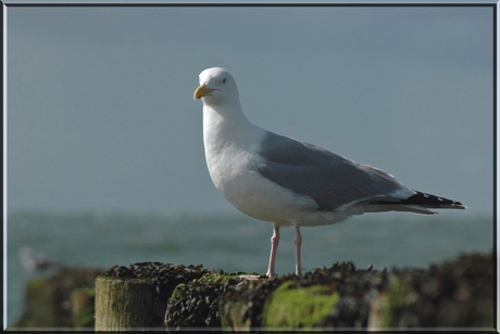 Zee(uw)meeuw in Zeeland