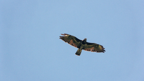 buizerd in vlucht