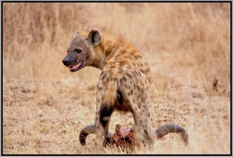 laughing hyena