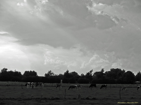 Landschap Koeien