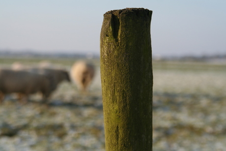 Een paal in de wei