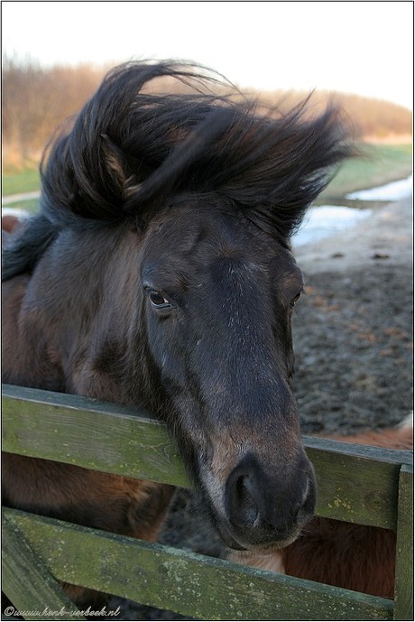 harde wind!