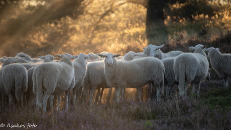 schaap Heerden