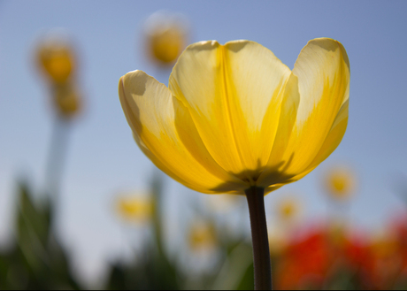 Tulpen in Lisse