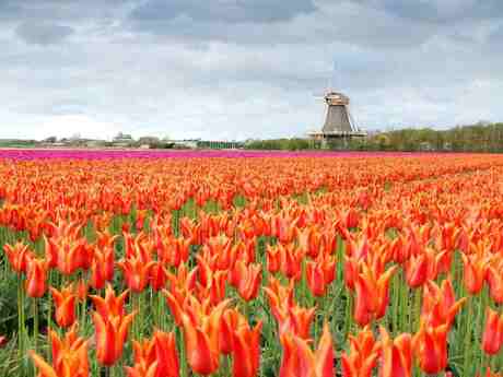 Hollandser kan het niet