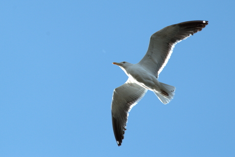 meeuw in vlucht