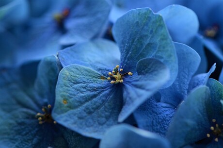 blauwe hortensia