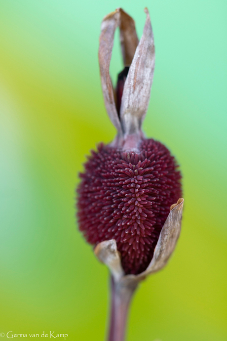 Rood fruit