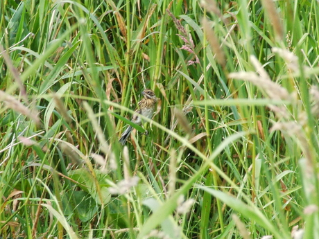 Vogeltje in het riet