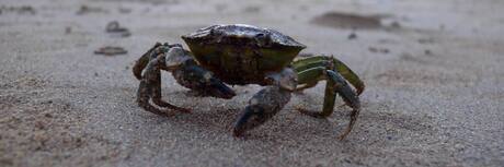 Krab op het strand