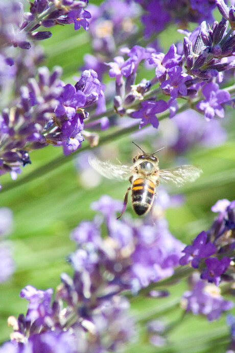 Lavendel