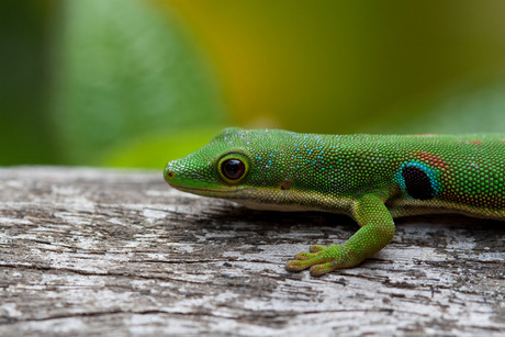 Madagascan gecko