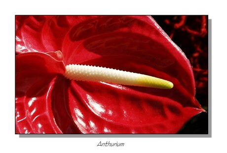 Rode Anthurium