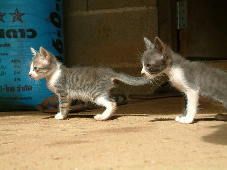 Tempel kittens