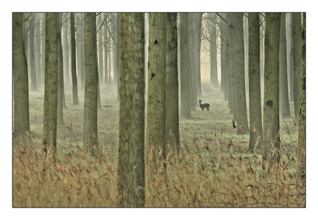 in het bos