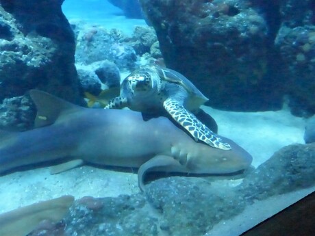 Schildpad overmeestert haai