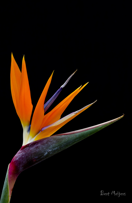 bloem op zwarte achtergrond