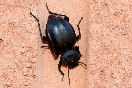 Zwartlijven (Familie Tenebrionidae)