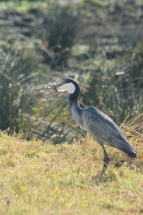 Reiger met slang om bek