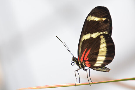 Heliconius Erato (Passiebloemvlinder)