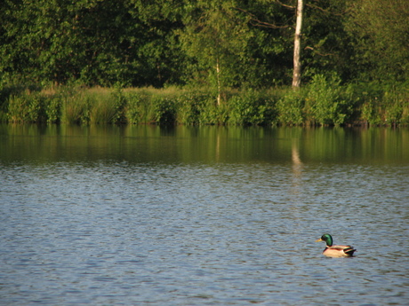 lonely duck