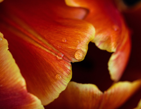 Tulip with tears