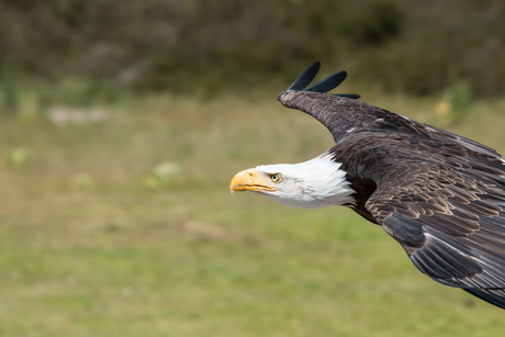 Amerikaanse Arend