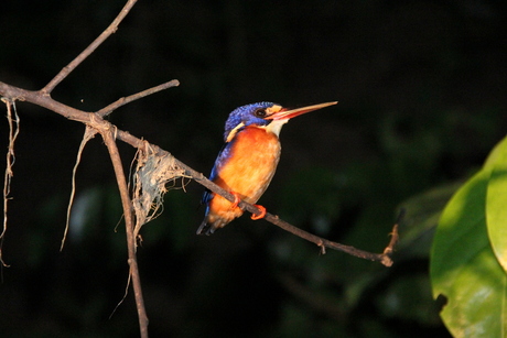kingfisher by night