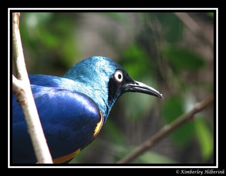 bleu bird