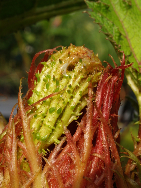 Gunnera