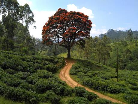 Sri Lanka